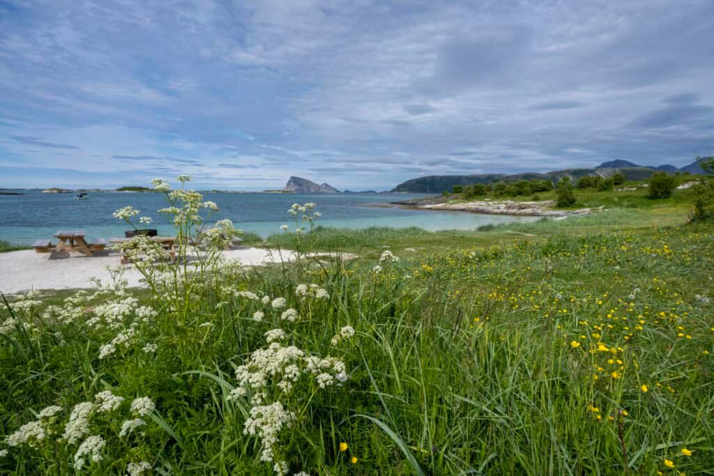 Home - Experience Tromsø Like a Local Summer coastline near Tromsø with wildflowers and mountains