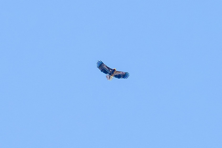 Eagle soaring high in clear blue sky near Tromsø.
