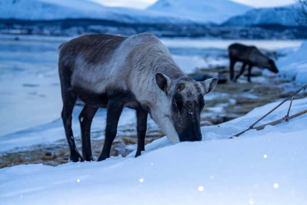 Reindeer grazing in snowy landscape during winter in Tromsø, Norway.