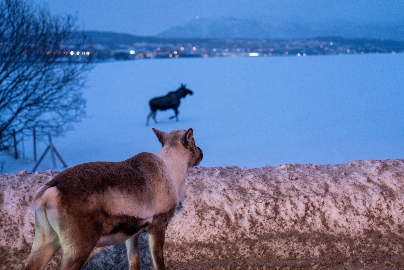 Reindeer is looking at running moose