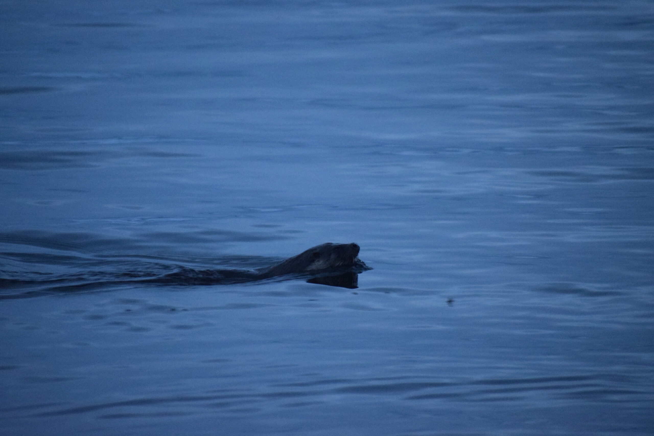 Seal swimming in calm Arctic waters near Tromsø, Norway.