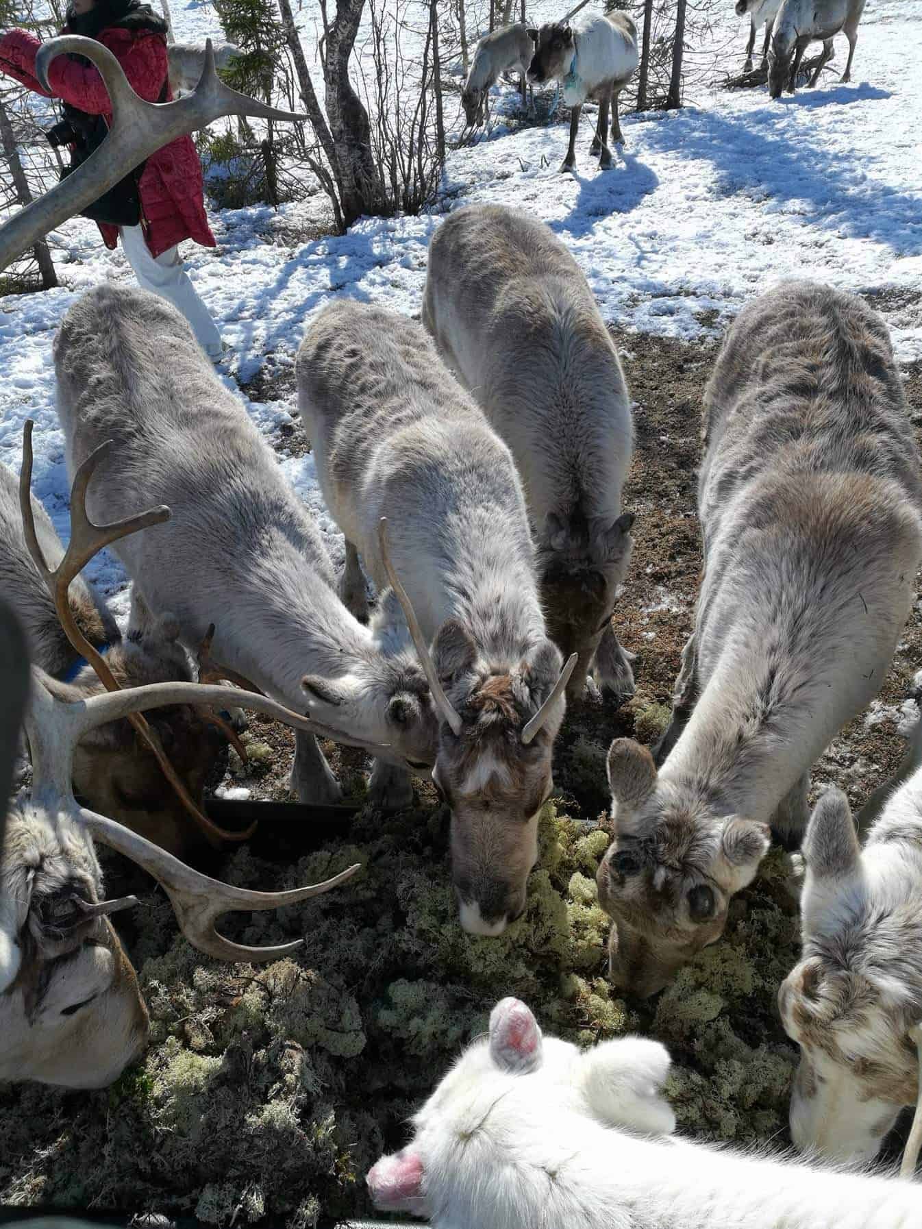 Tromsø mit Kindern – Die besten Aktivitäten & Tipps für Familien 2026 - Hello Tromsø
