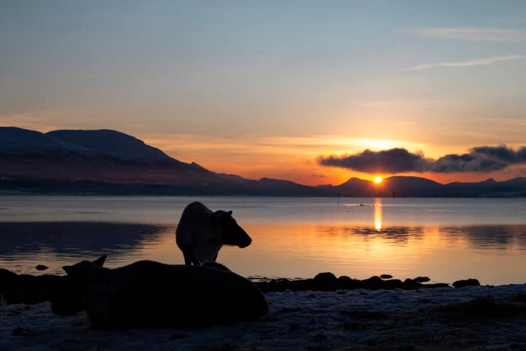 Home - Experience Tromsø Like a Local Fjord near Tromsø at sunset with a bear silhouette