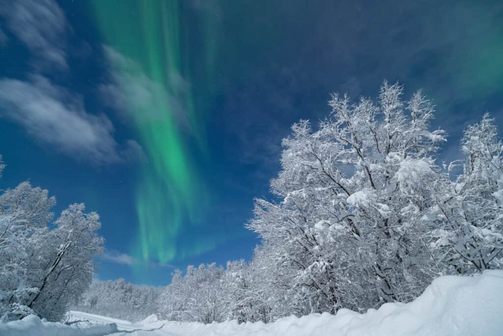 Home - Experience Tromsø Like a Local Northern Lights over snowy trees near Tromsø