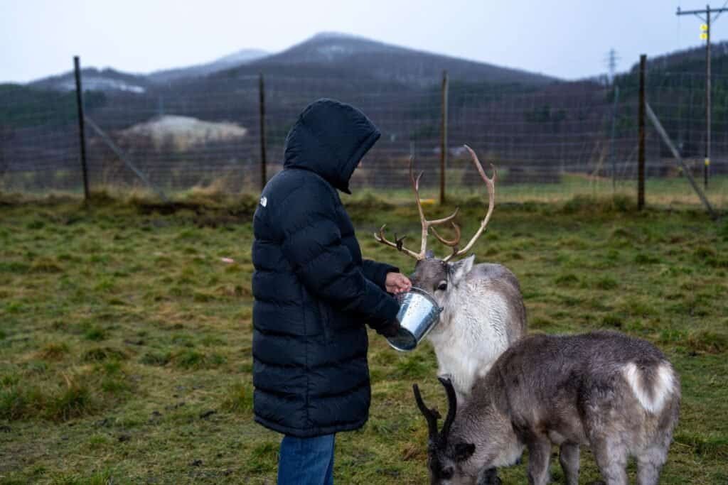 Home - Experience Tromsø Like a Local Visitors feeding reindeer at a Sámi camp near Tromsø